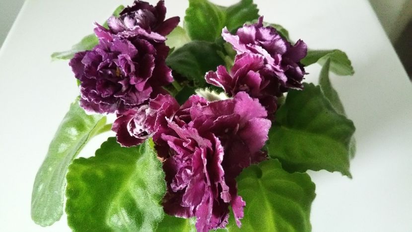  - Violete 2019