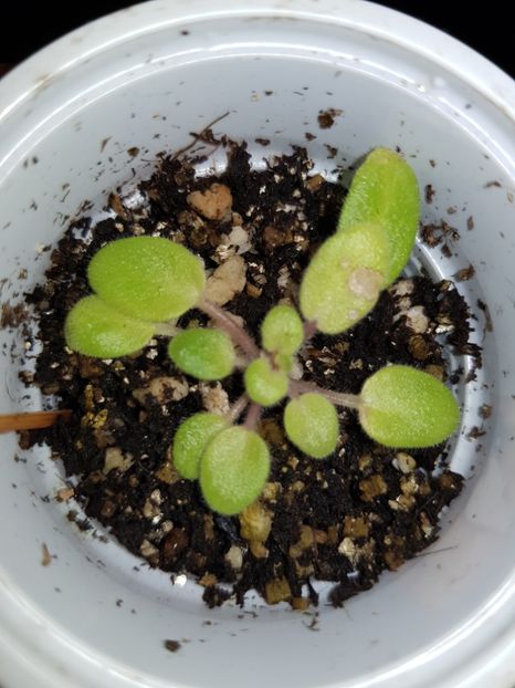 22.10.2019 - Chantaspring