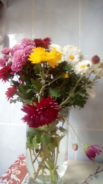 Octombrie 2019 - Gradina mea la sfarsit de octombrie 2018