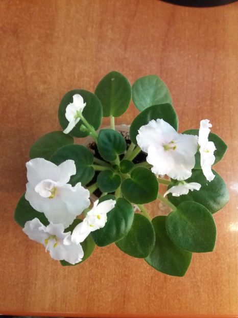  - ZZZNess Sheer Peace