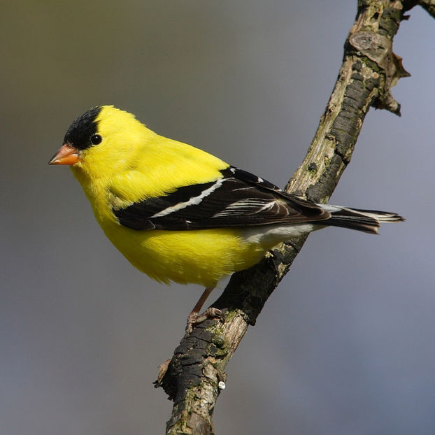 Carduelis-tristis-002 - Plasa de prins Pasari DE VANZARE