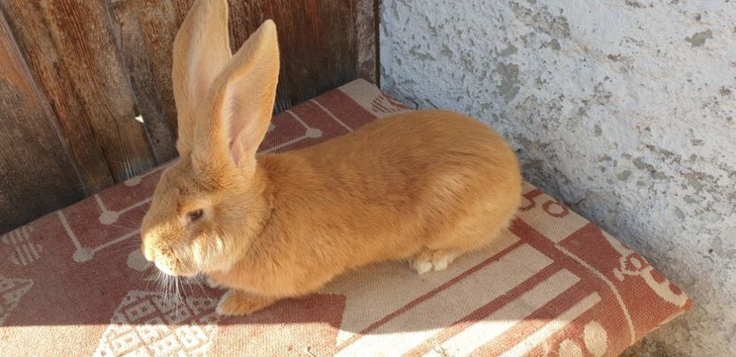  - 0000 ptr ghitacristina