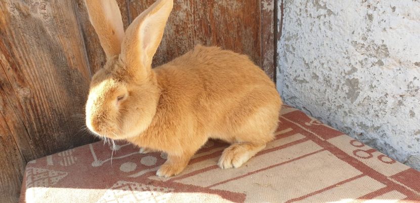 Tatal - 0000 ptr ghitacristina