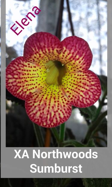 21/ XA Northwoods Sumburst - 2019 - ACHIMENES