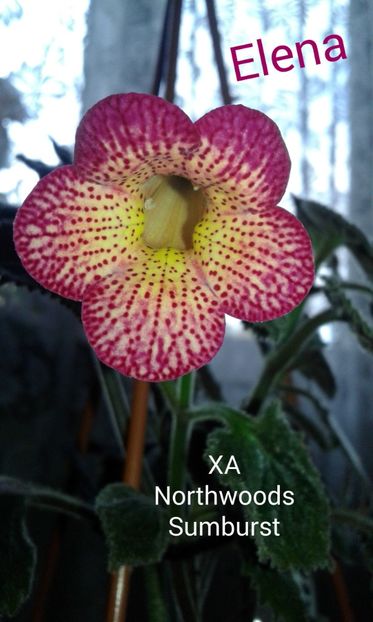 21/ XA Northwoods Sumburst(1) - 2019 - ACHIMENES