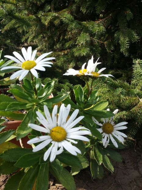  - curtea cu toate cele 2019