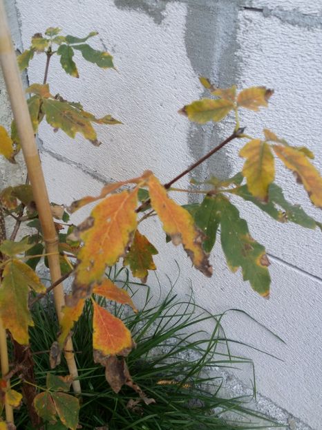  - curtea cu toate cele 2019