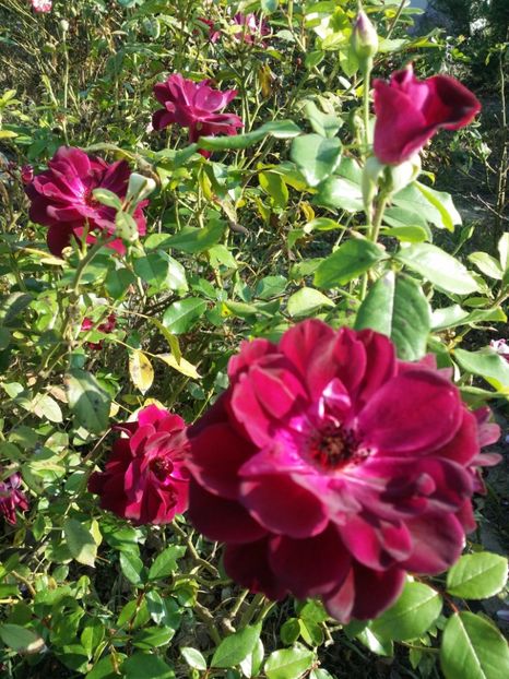  - curtea cu toate cele 2019