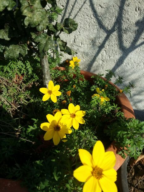  - curtea cu toate cele 2019