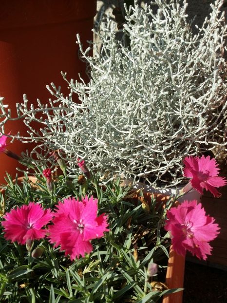  - curtea cu toate cele 2019