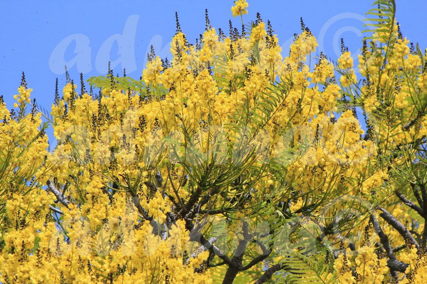  - Arbore de foc brazilian - Schizolobium parahybum