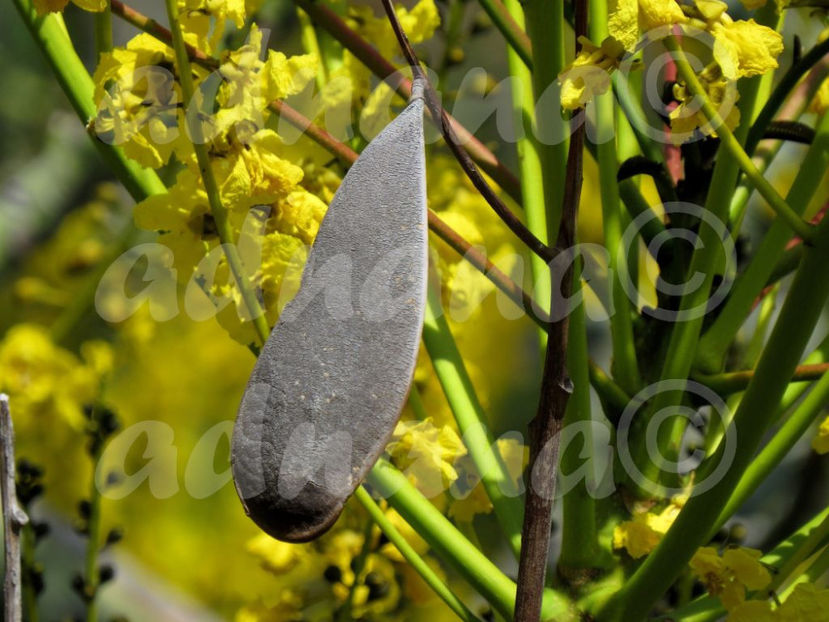  - Arbore de foc brazilian - Schizolobium parahybum