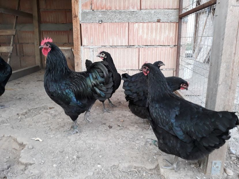  - Australorp negru 2019
