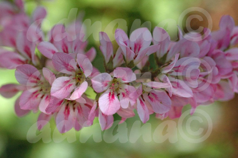  - Cununa Miresei - Francoa sonchifolia