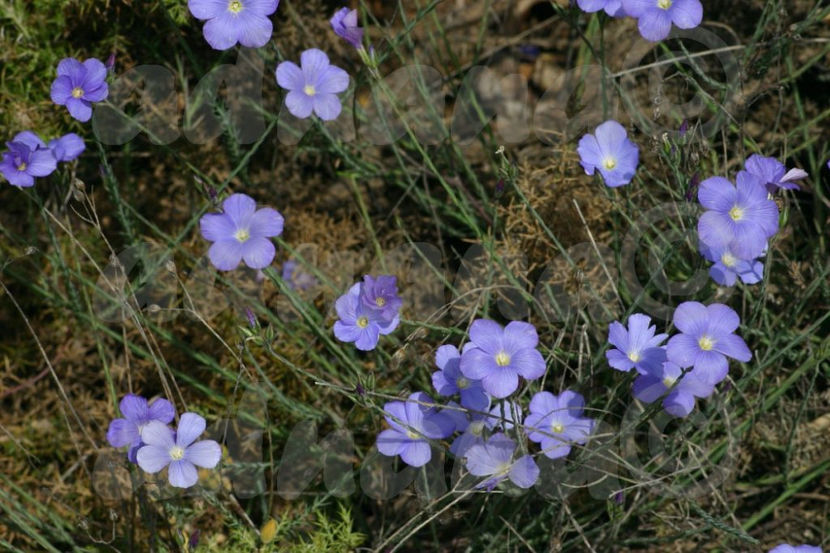  - Linum narbonense - In sarac