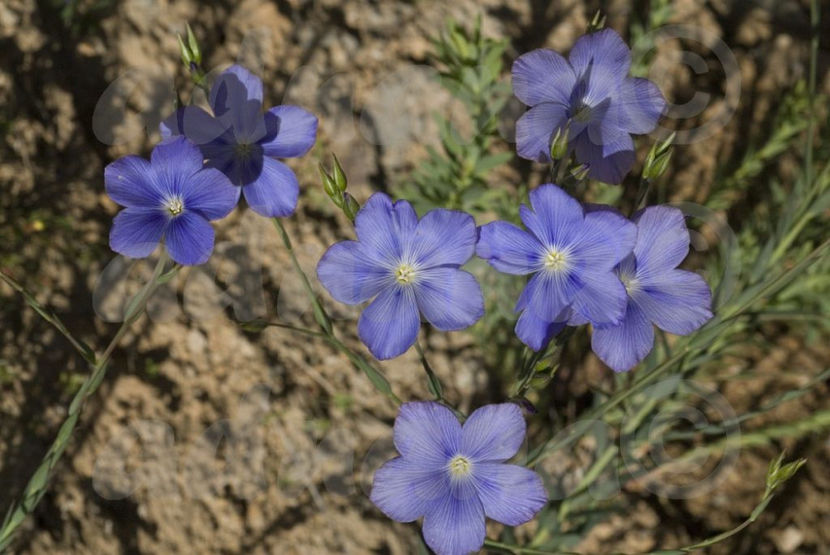  - Linum narbonense - In sarac