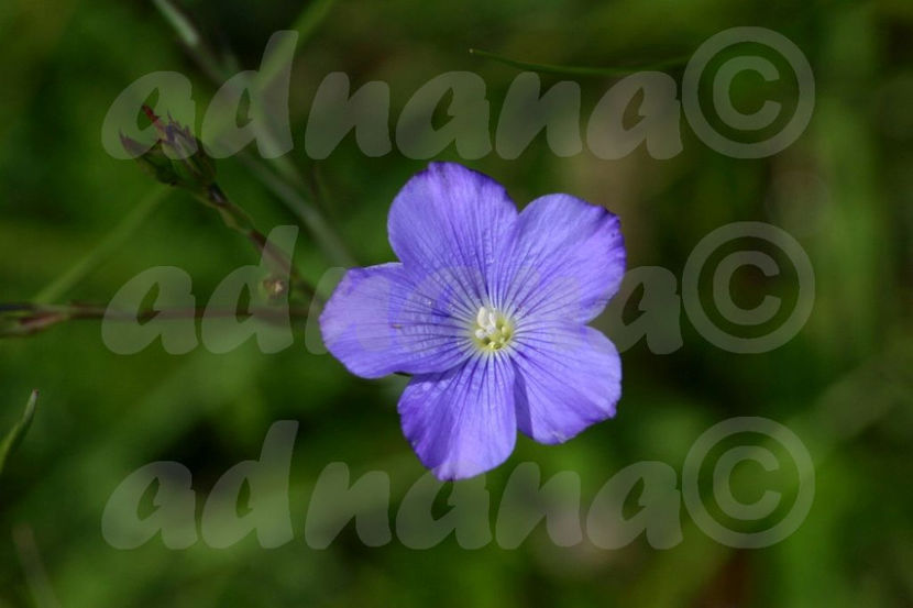  - Linum narbonense - In sarac