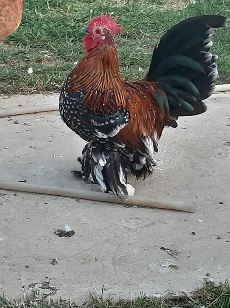  - Mii de flori porțelan