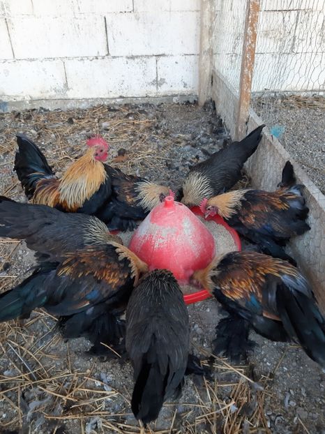  - Mii de flori silver