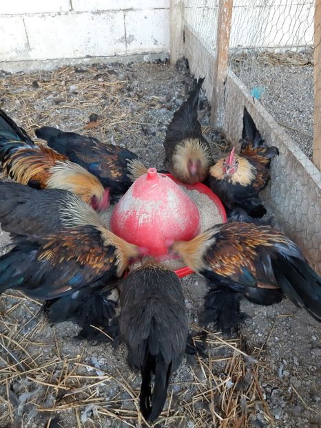  - Mii de flori silver