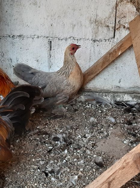  - Mii de flori silver