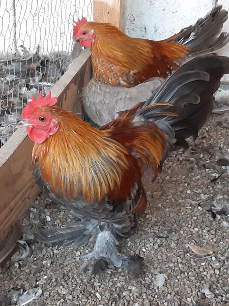  - Mii de flori silver