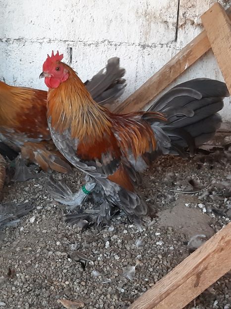  - Mii de flori silver