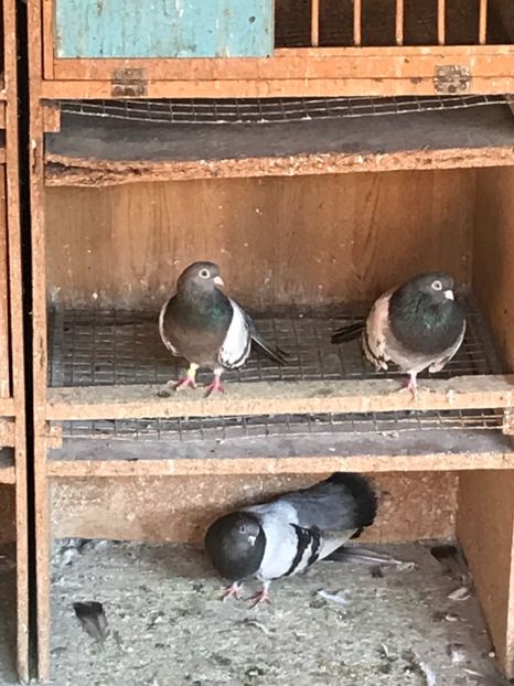 452E0197-542D-43A4-BBE5-193C6F44745B - DUNGATII ROMANESTI BRAGAGII