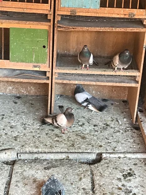 D1E232E2-F7BD-48C1-8163-F17D580713FF - DUNGATII ROMANESTI BRAGAGII