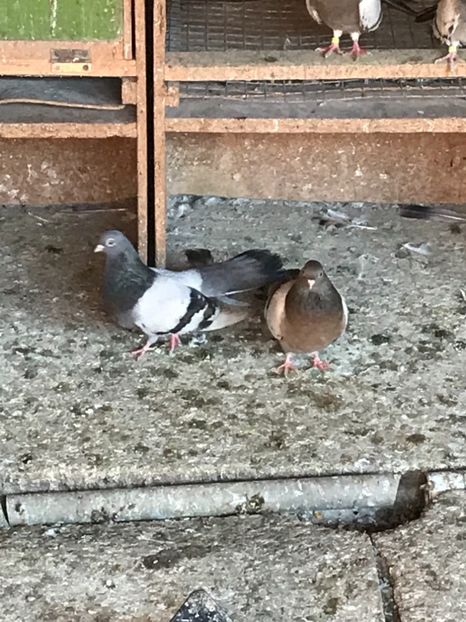 98766368-BE58-4DE3-92C4-664352AB5E0E - DUNGATII ROMANESTI BRAGAGII