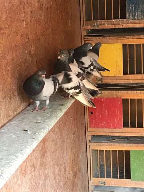 5955E4FE-6FF3-43E9-98CC-092D0C7FD1DD - DUNGATII ROMANESTI BRAGAGII