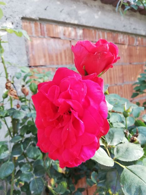  - Gradina octombrie 2019