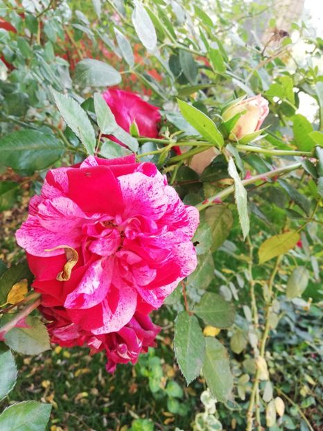  - Gradina octombrie 2019