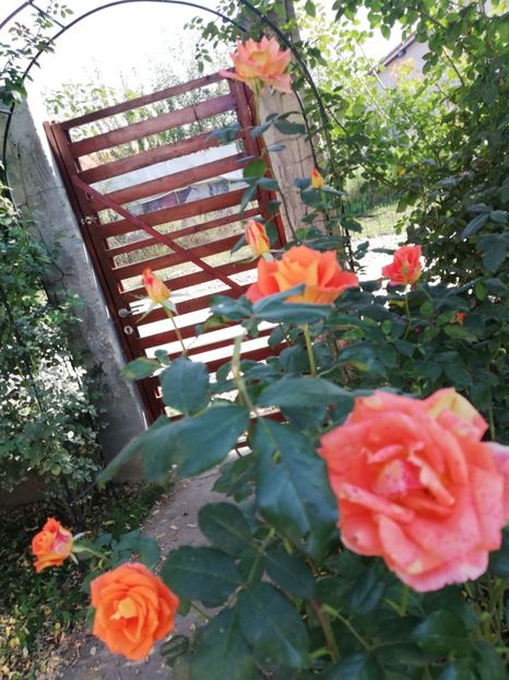  - Gradina octombrie 2019