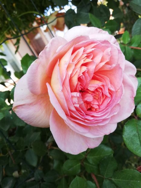  - Gradina octombrie 2019