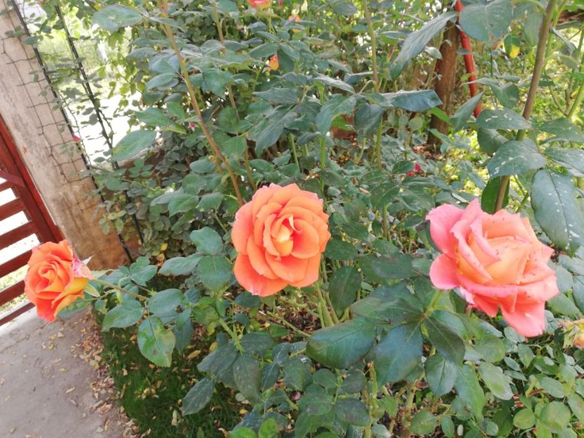  - Gradina octombrie 2019