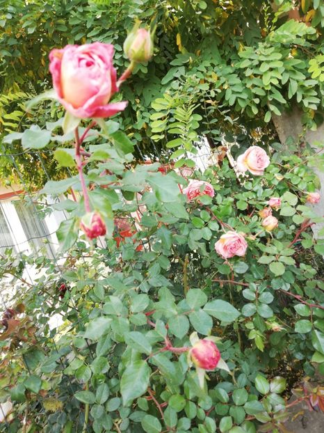  - Gradina octombrie 2019