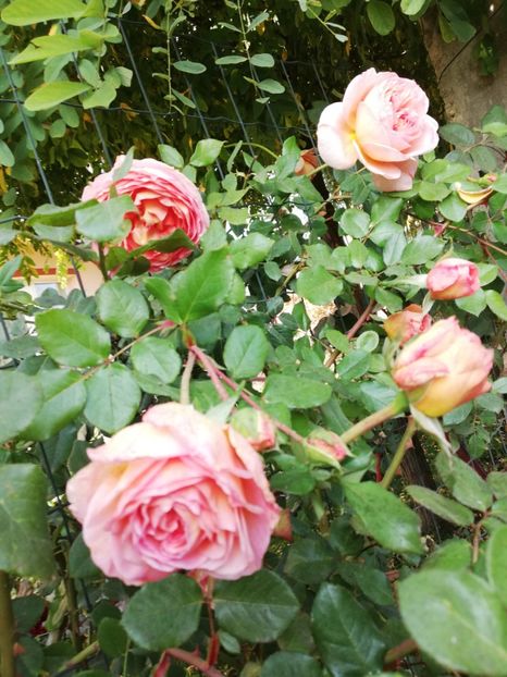  - Gradina octombrie 2019