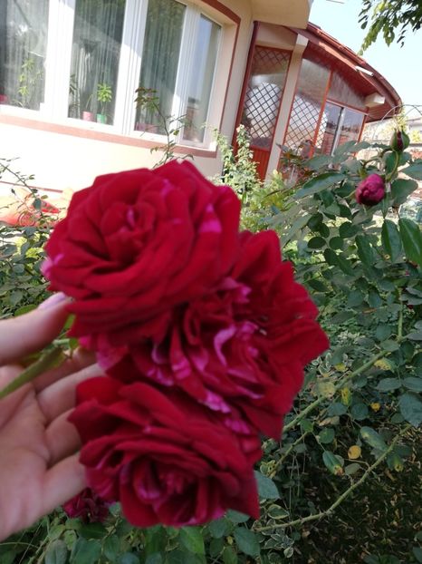  - Gradina octombrie 2019