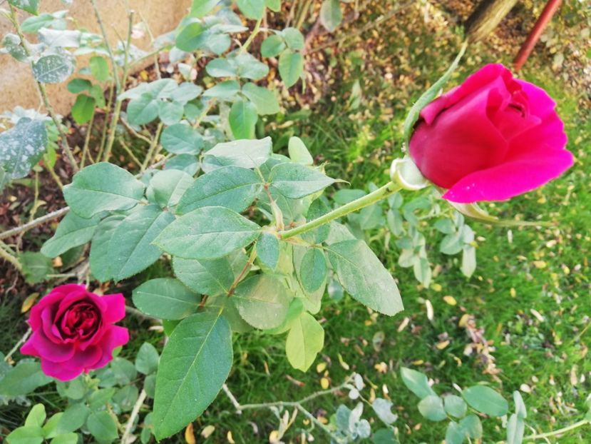  - Gradina octombrie 2019