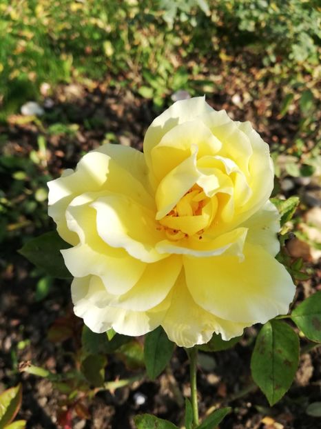  - Gradina octombrie 2019