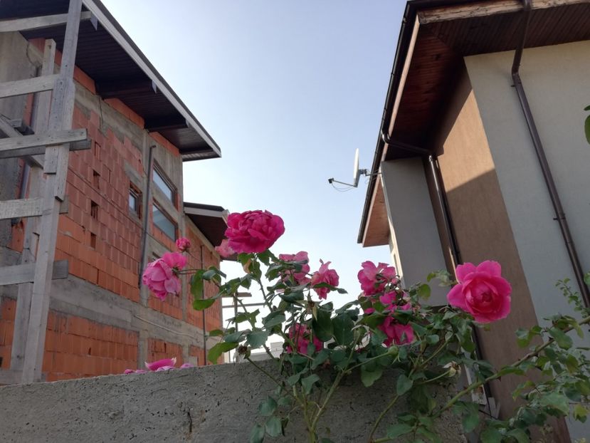  - Gradina octombrie 2019