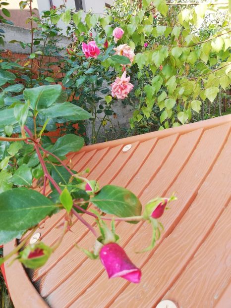  - Gradina octombrie 2019