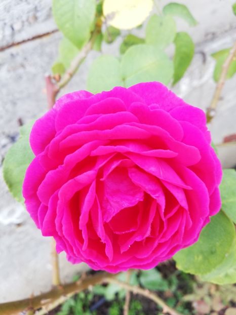  - Gradina octombrie 2019