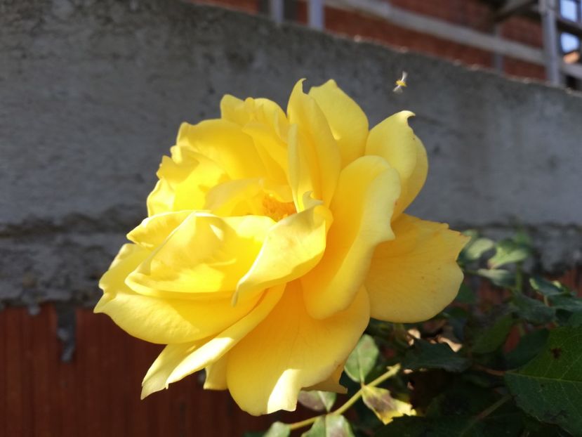  - Gradina octombrie 2019