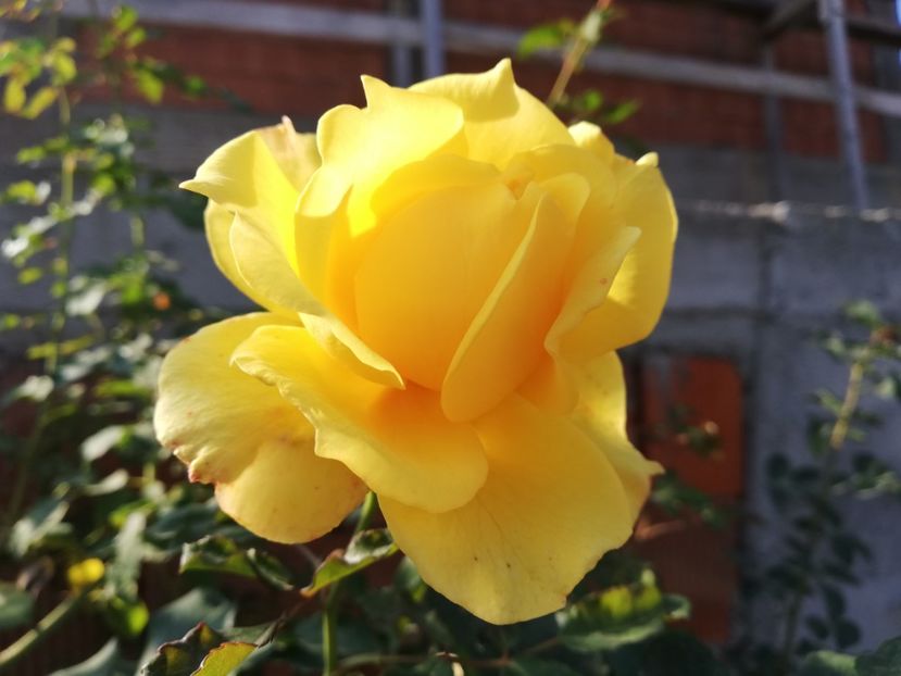  - Gradina octombrie 2019