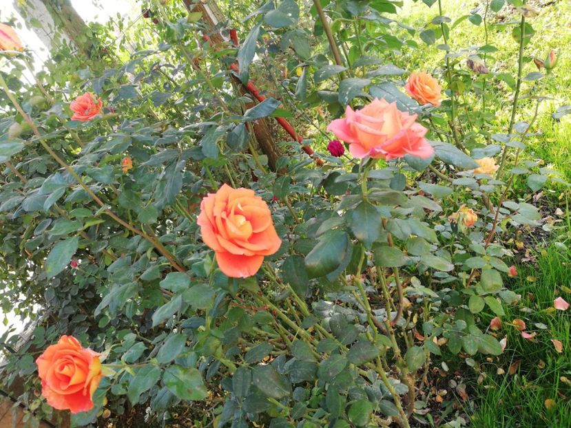  - Gradina octombrie 2019