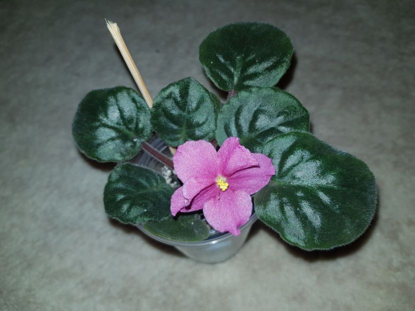 23.10.2018 - Ode To Beauty