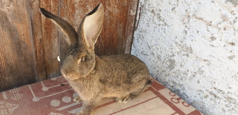  - 00 IEPURI PTR 2020