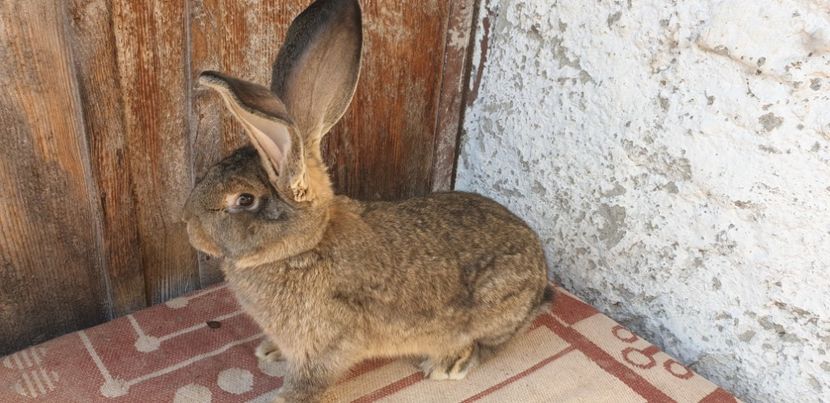  - 00 IEPURI PTR 2020